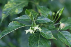 Capsicum frutescens